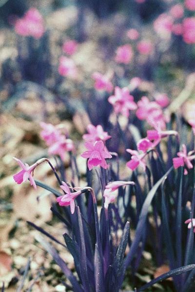 Tilt shift lens of pink flowers
